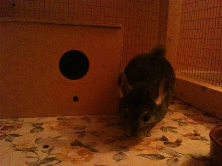 Chinchilla Simba billede 3