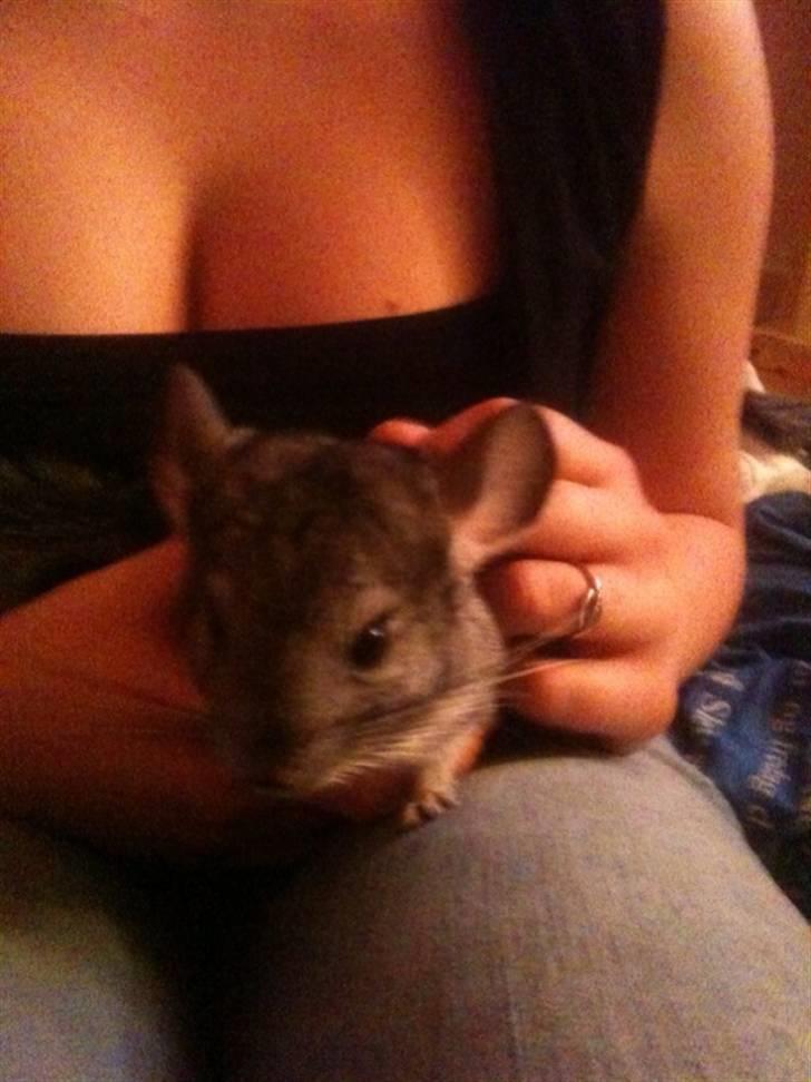 Chinchilla Simba billede 4