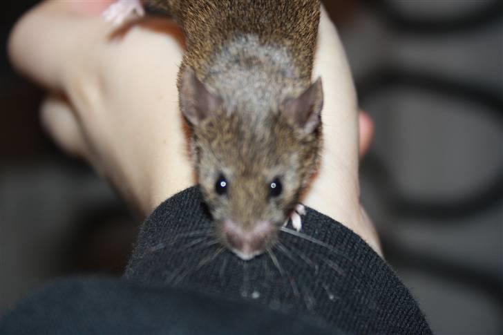 Mus Othello billede 4