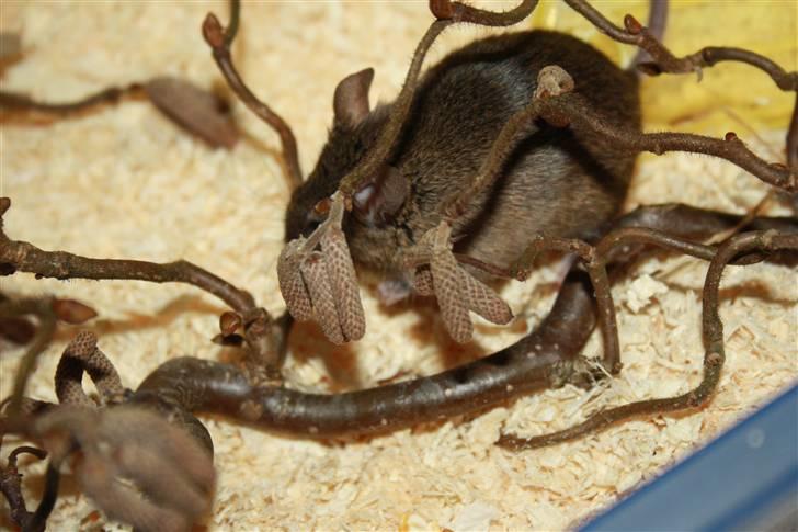 Mus Othello billede 5