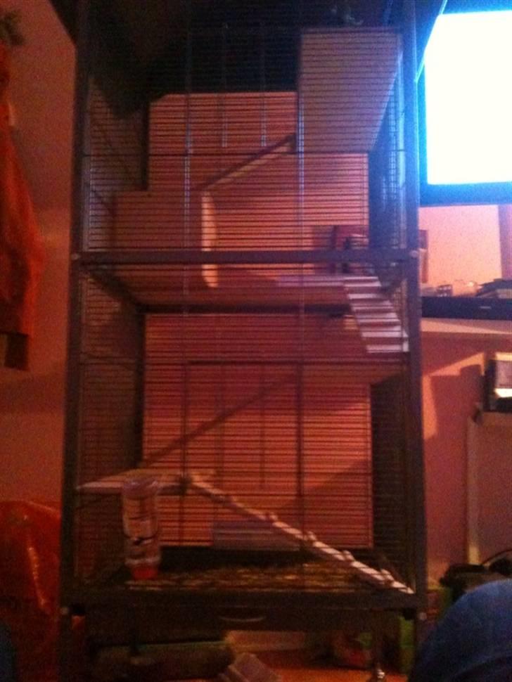 Chinchilla Simba - Simba´s bur billede 5