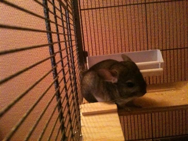 Chinchilla Simba billede 6