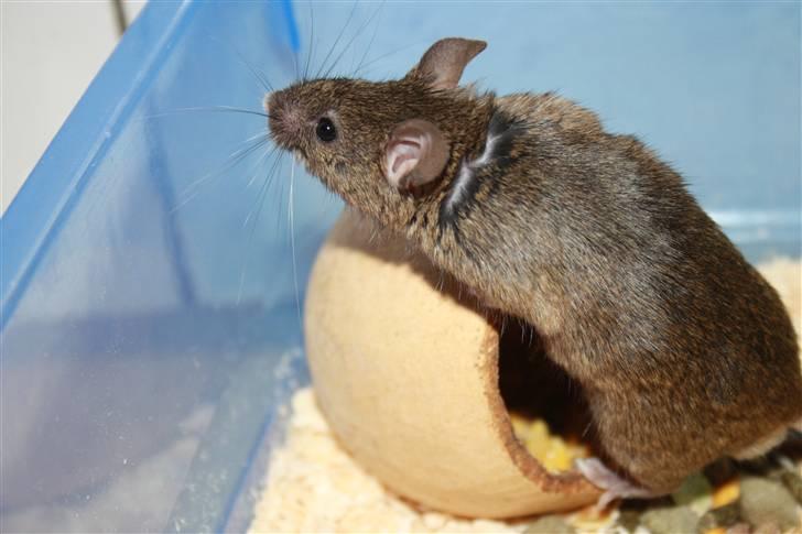 Mus Othello billede 6