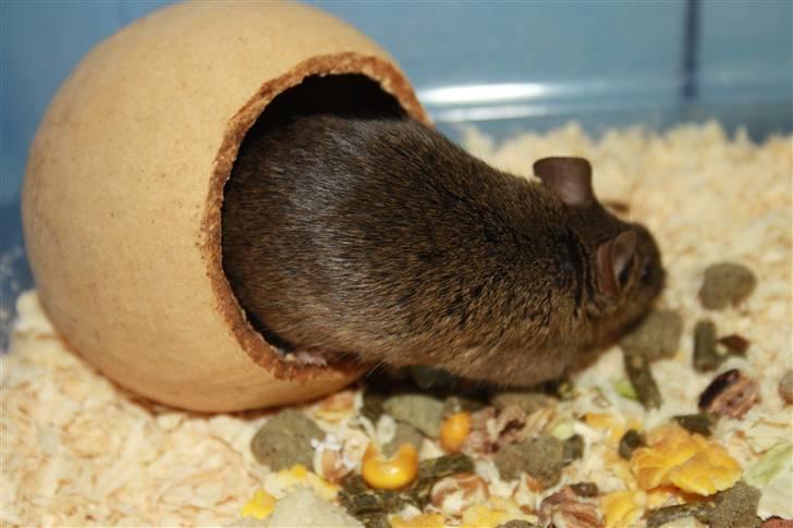 Mus Othello billede 7