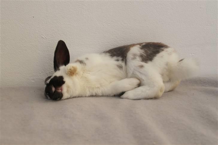 Kanin Hønsehusets Prazo Wabanaki billede 12