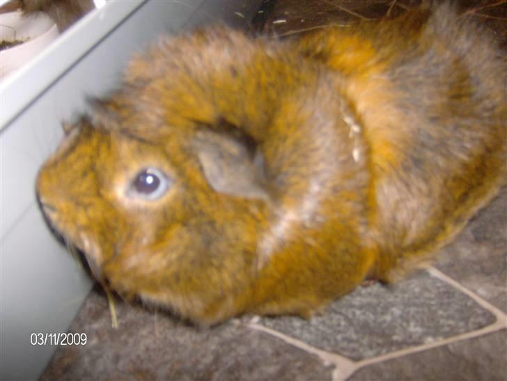 Marsvin Robin billede 1