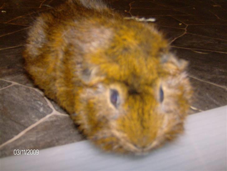 Marsvin Robin billede 2