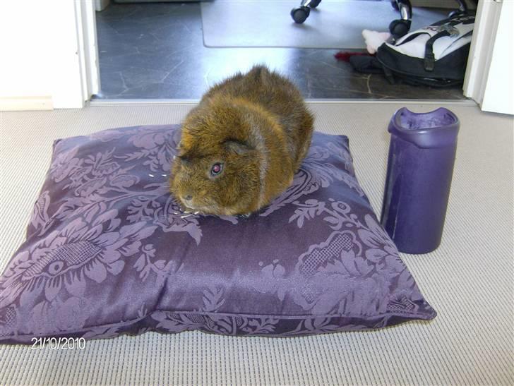 Marsvin Robin billede 3