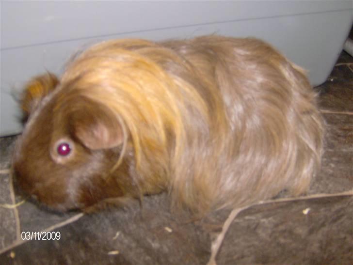 Marsvin Kira billede 1