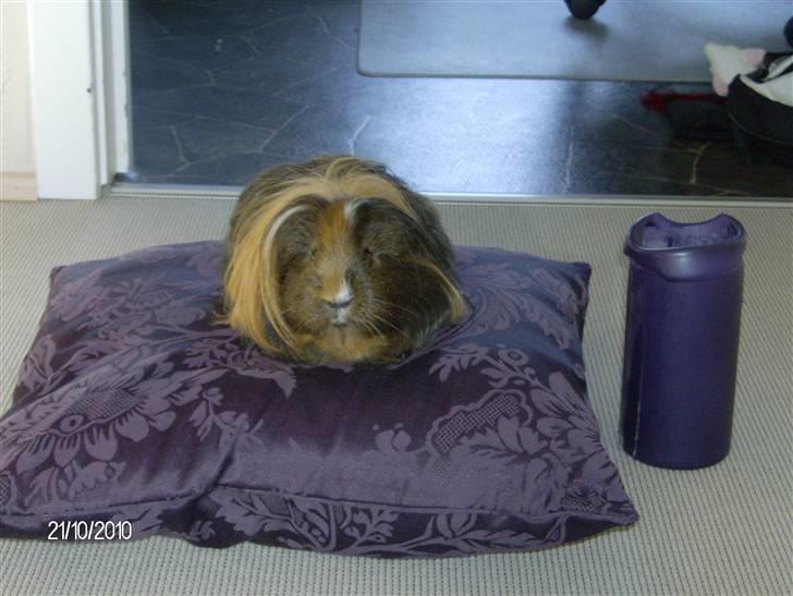 Marsvin Lana billede 2