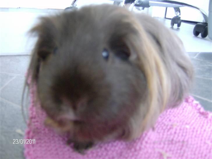 Marsvin Kira billede 4