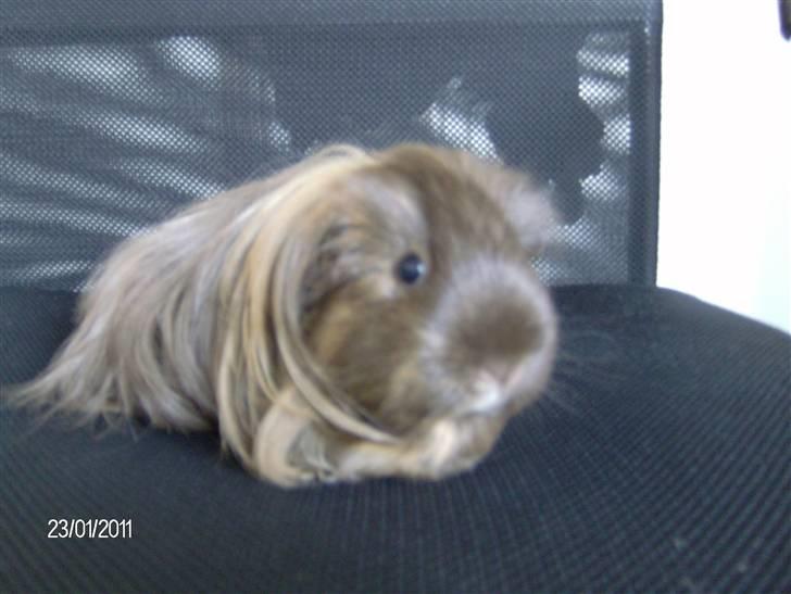 Marsvin Kira billede 7