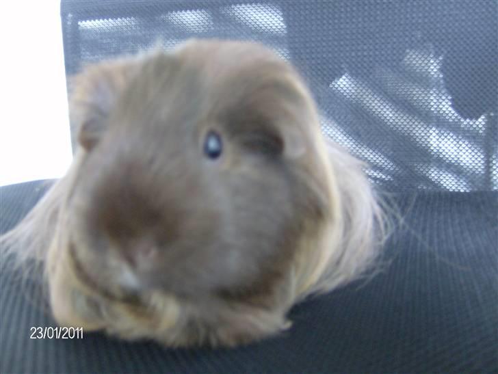 Marsvin Kira billede 8