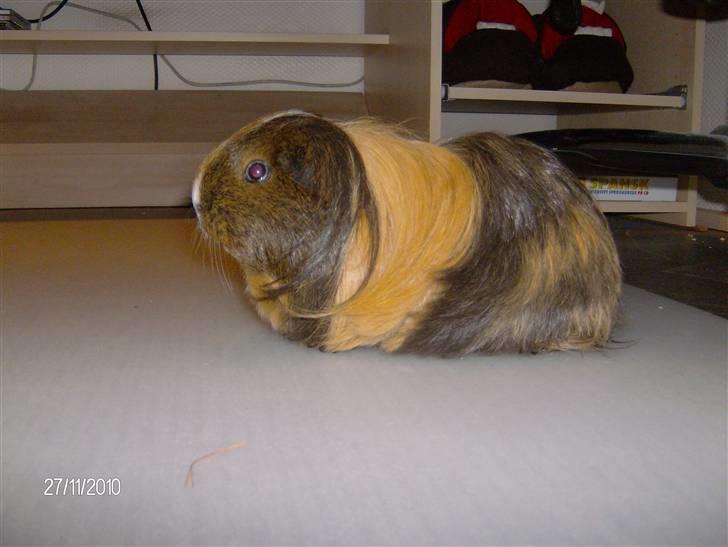 Marsvin Lana billede 4