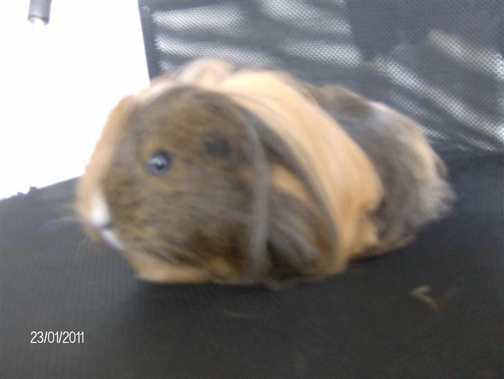 Marsvin Lana billede 5