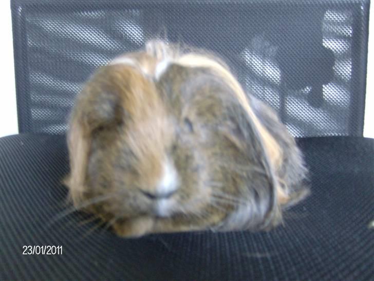 Marsvin Lana billede 6