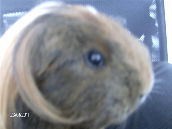 Marsvin Lana billede 7