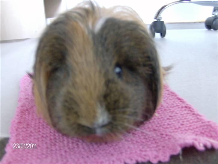 Marsvin Lana billede 8