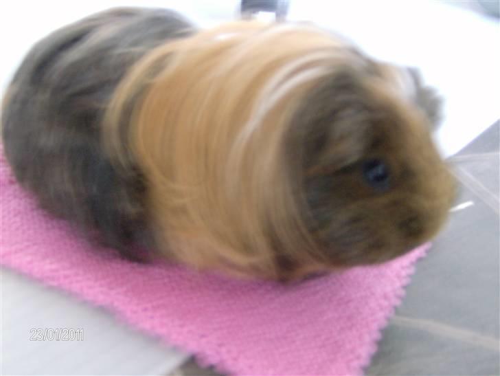 Marsvin Lana billede 9