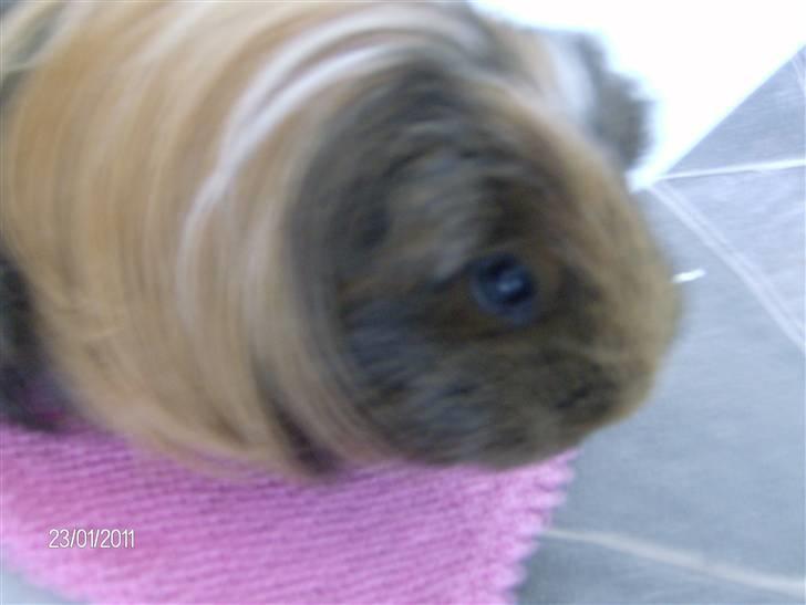 Marsvin Lana billede 10