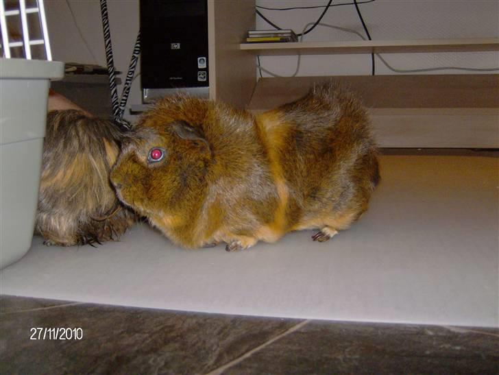 Marsvin Robin billede 4