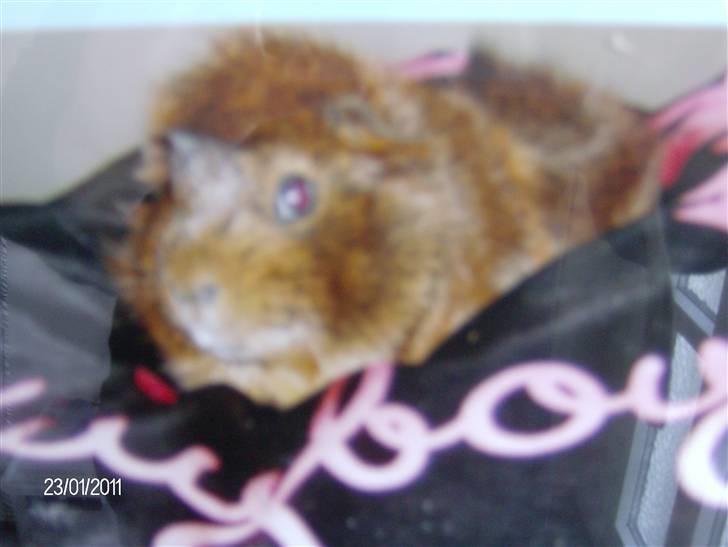 Marsvin Robin billede 5