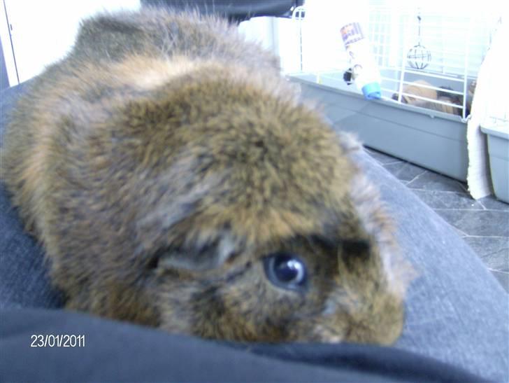 Marsvin Robin billede 6