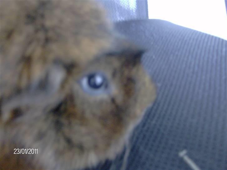 Marsvin Robin billede 7