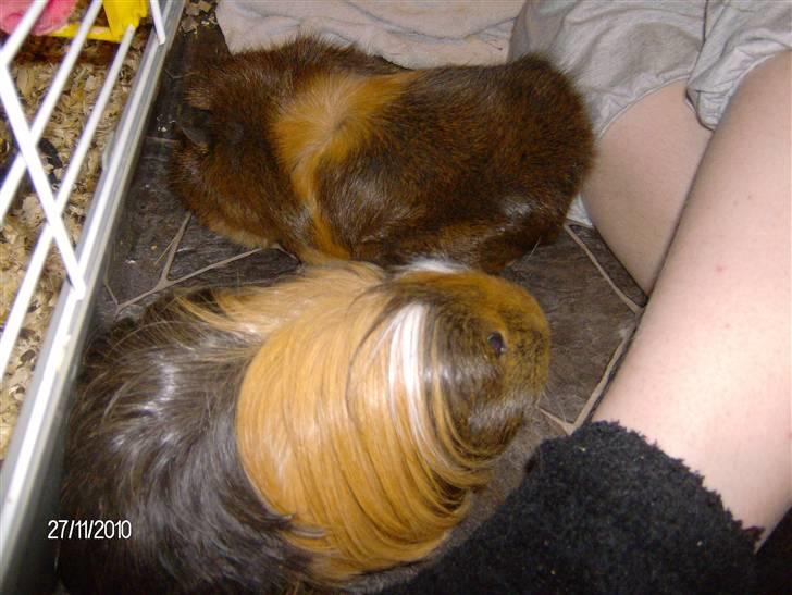 Marsvin Robin billede 8