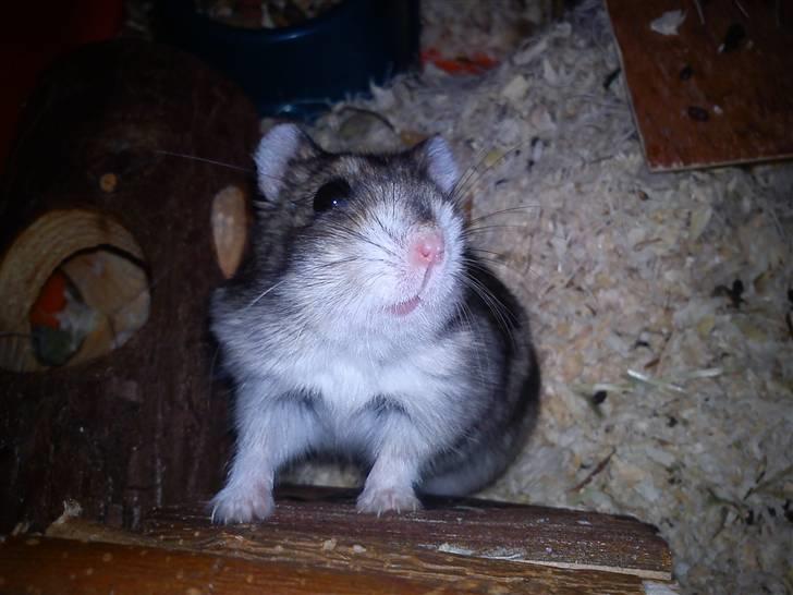 Dværghamster Milo (Tykkemusen) R.I.P billede 9