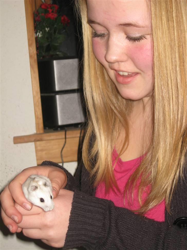 Hamster Bobbi -R.I.P- - Velkommen til Bobbi´s profil ;D billede 1