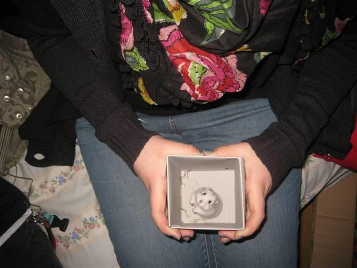 Hamster Bobbi -R.I.P- - Første dag billede 2