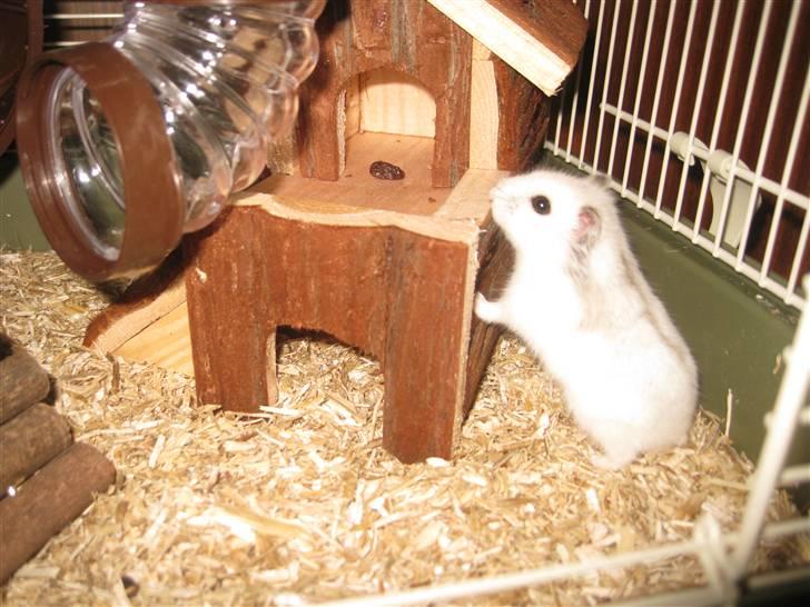 Hamster Bobbi -R.I.P- - (; billede 3