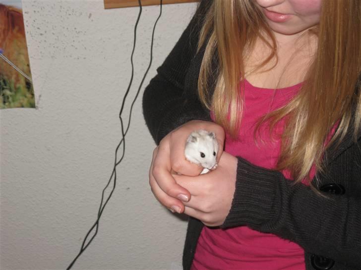 Hamster Bobbi -R.I.P- - Her er jeg så. billede 4