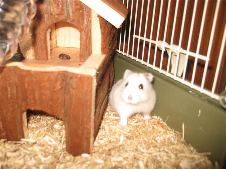 Hamster Bobbi -R.I.P- - ;D billede 5