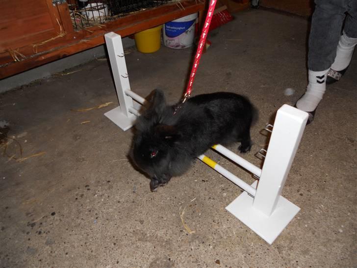 Kanin Fjumse - Min bedste ven †R.I.P.† - Springtræning.♥ billede 10