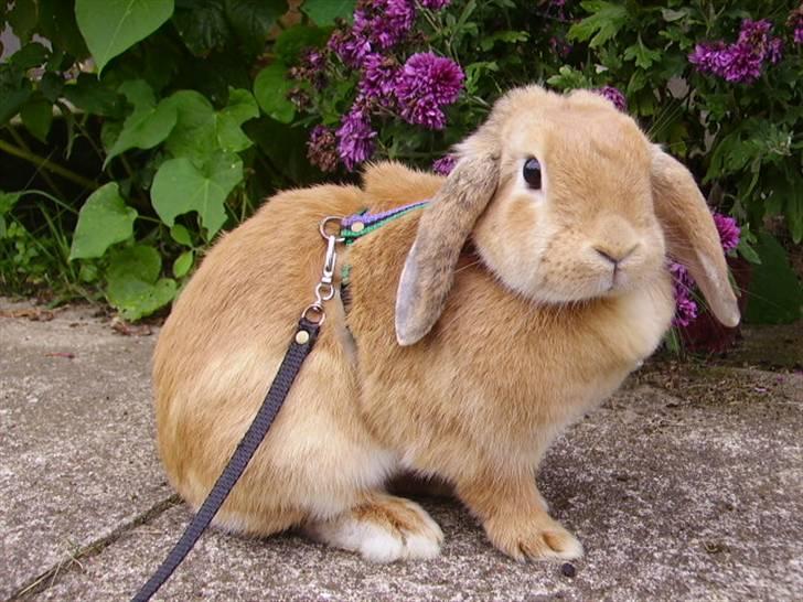 Kanin Wind's Blackear billede 1