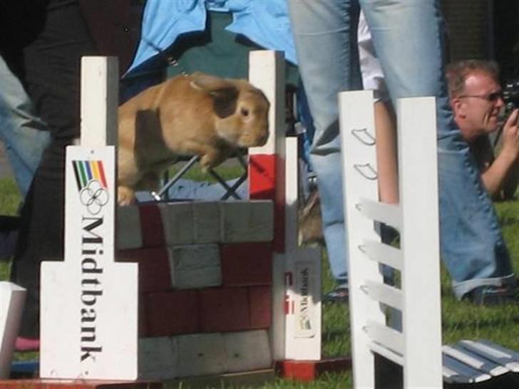 Kanin Wind's Blackear billede 2