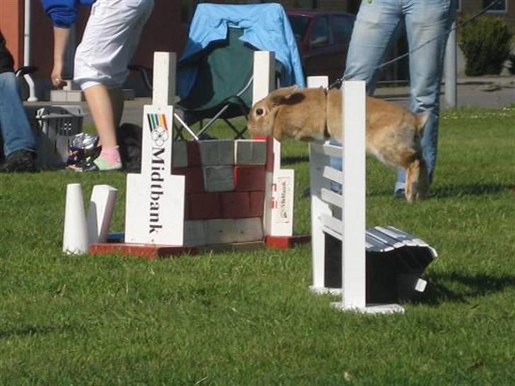 Kanin Wind's Blackear billede 3