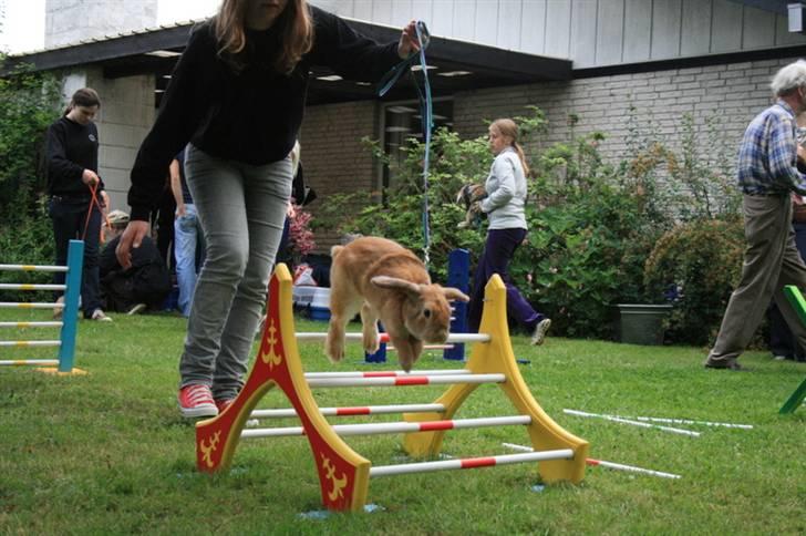 Kanin Wind's Blackear billede 4