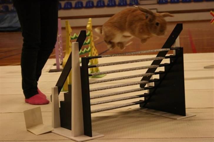 Kanin Wind's Blackear billede 5