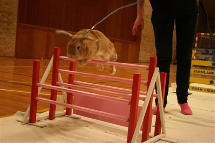 Kanin Wind's Blackear billede 6