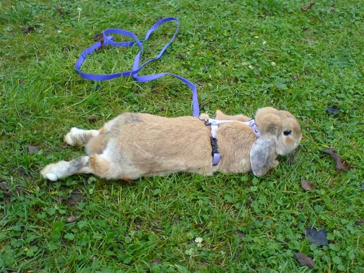 Kanin Wind's Blackear billede 7