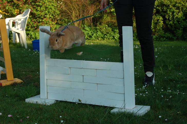 Kanin Wind's Blackear billede 8