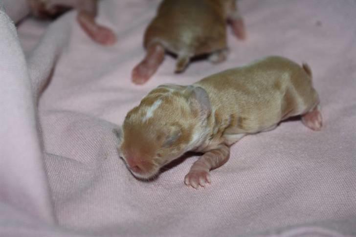 Kanin Rubins Rubin - Rubin som lillebitte baby <3 Foto: Kristina Rubin billede 17