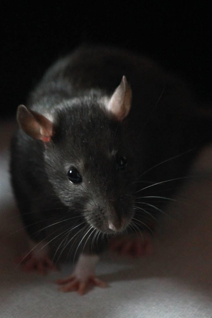 Tamrotte Artesia's Tifa - #1: Tifa, 15 dage gammel billede 1