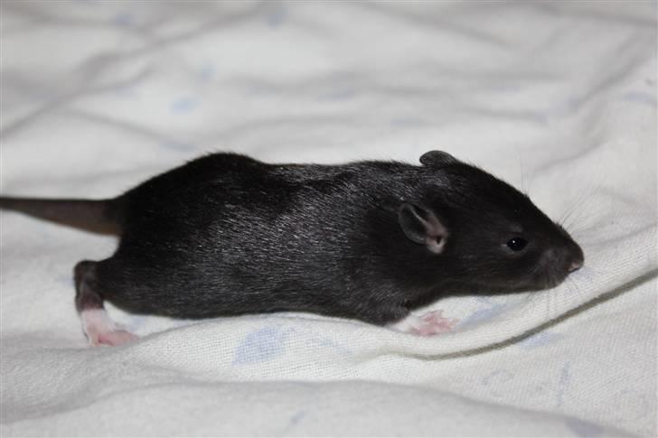 Tamrotte Artesia's Tifa - #2: Tifa, 15 dage gammel billede 2