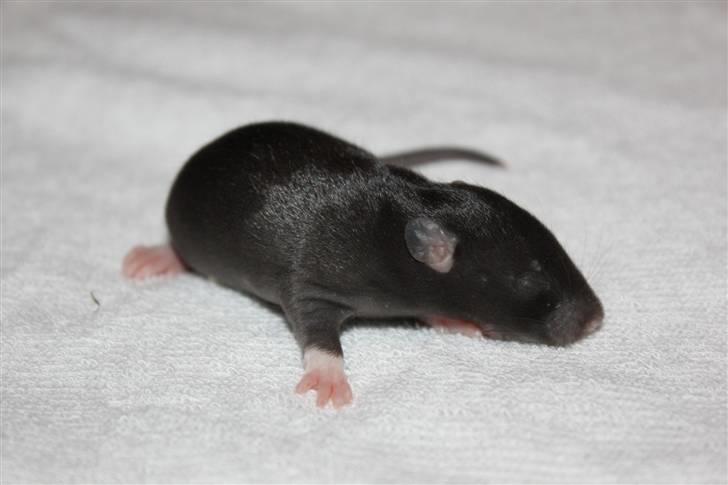 Tamrotte Artesia's Tifa - #3: Tifa, 11 dage gammel billede 3