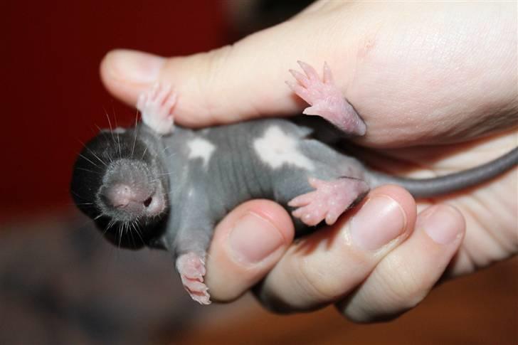 Tamrotte Artesia's Tifa - #4: Tifa, 11 dage gammel. billede 4