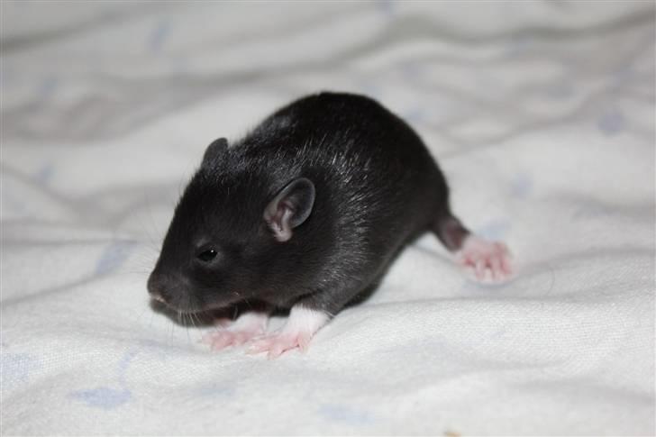 Tamrotte Artesia's Tifa - #5: Tifa, 15 dage gammel billede 5